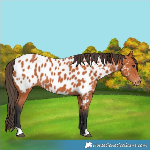 Horse Color:Bay Near Leopard
