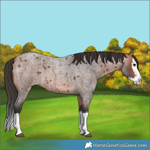 Horse Color:Bay Roan Splash