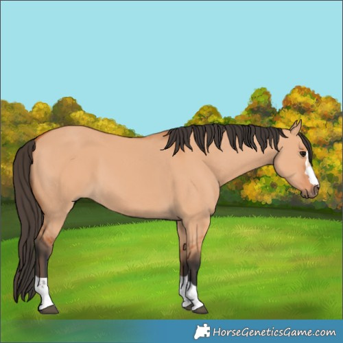 Horse Color:Bay Dun