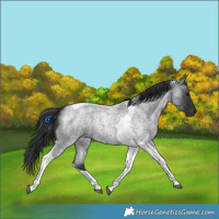 Horse Color:Blue Roan Tobiano