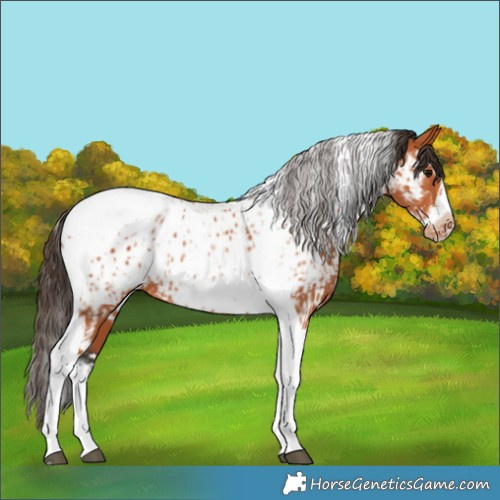 Horse Color:Bay Splash Tobiano Near Leopard  and Bay Splash Tobiano Frame Near Leopard 