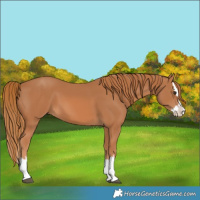 Horse Color:Chestnut Splash 