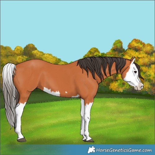 Horse Color:Bay Splash 