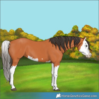 Horse Color:Bay Splash 