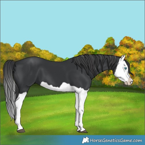 Horse Color:Black Splash 