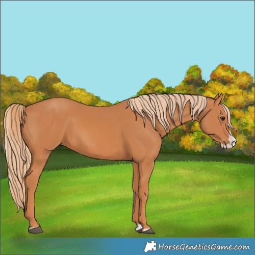 Horse Color:Chestnut Splash 
