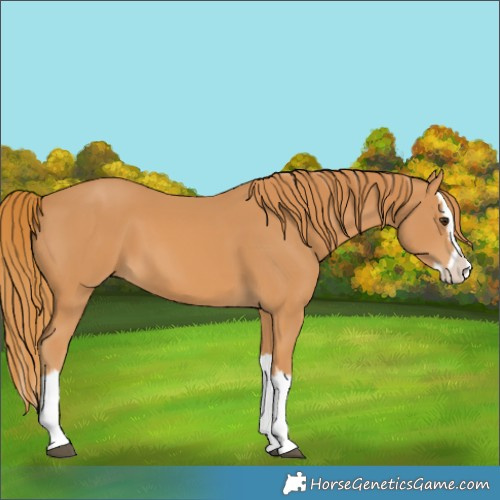 Horse Color:Chestnut Splash 