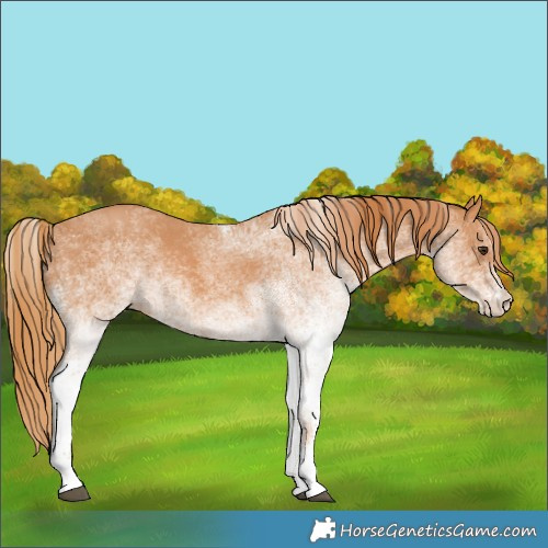 Horse Color:White Spotted Chestnut