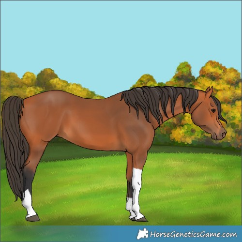 Horse Color:Bay Tobiano