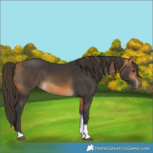 Horse Color:Buckskin Tobiano