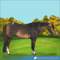 Horse Color:Buckskin Tobiano