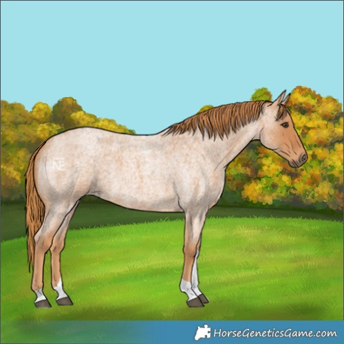 Horse Color:Red Roan Tobiano 