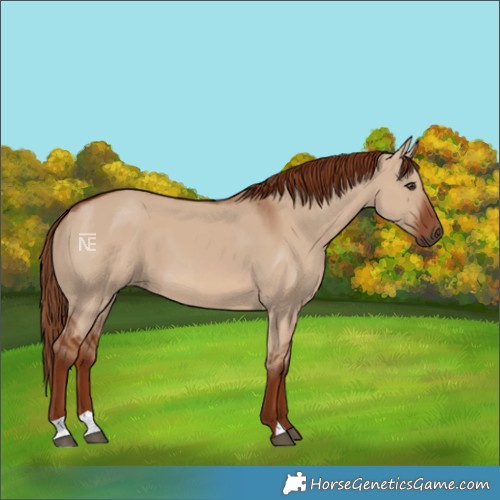 Horse Color:Red Dun