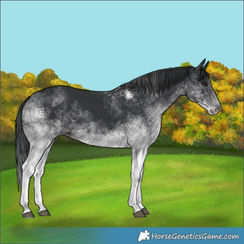 Horse Color:White Spotted Black 