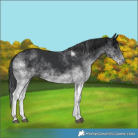 Horse Color:White Spotted Black