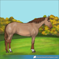 Horse Color:Red Dun 