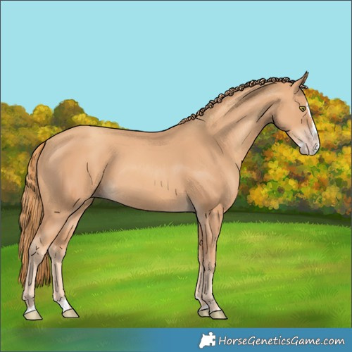 Horse Color:Gold Champagne Splash