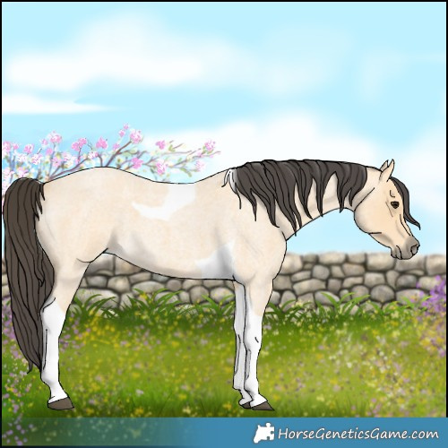 Horse Color:Buckskin Roan Tobiano 