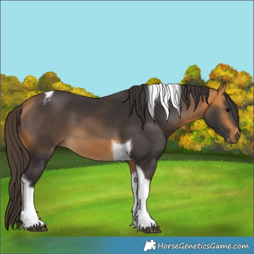 Horse Color:Buckskin Tobiano 