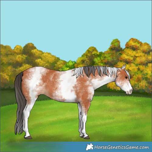 Horse Color:White Spotted Bay