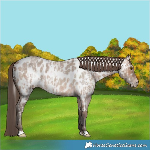 Horse Color:Sable Champagne Roan Near Leopard  and Sable Champagne Roan Near Leopard 