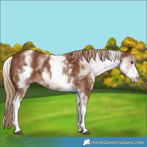 Horse Color:White Spotted Chestnut