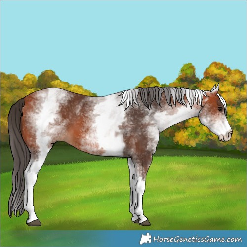 Horse Color:White Spotted Bay 