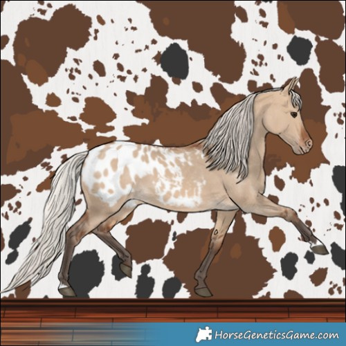Horse Color:Silver Brown Dun Blanket