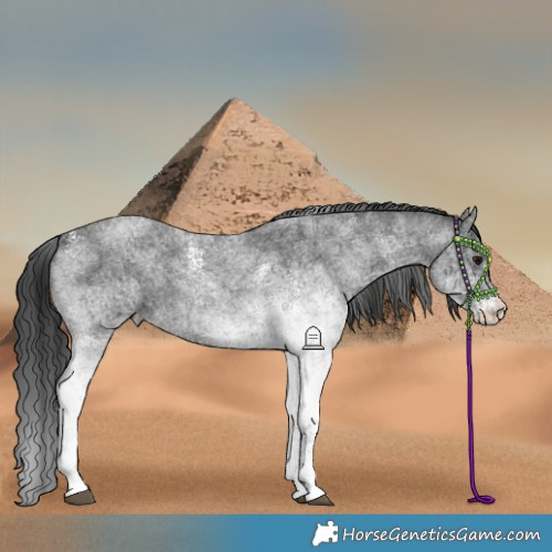 Horse Color:White Spotted Blue Roan 
