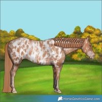 Horse Color:Gold Champagne Appaloosa and Gold Champagne Appaloosa