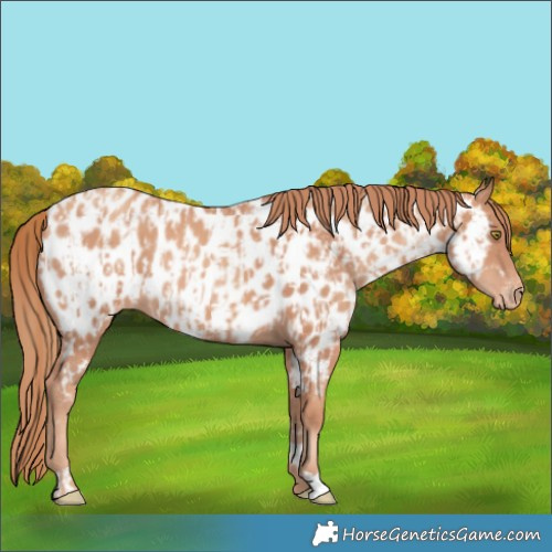 Horse Color:Gold Champagne Near Leopard and Gold Champagne Near Leopard Rabicano