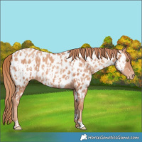 Horse Color:Gold Champagne Near Leopard  and Gold Champagne Near Leopard Rabicano 