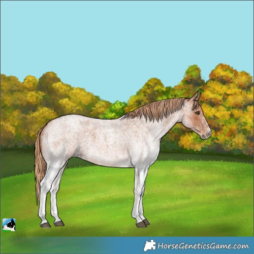 Horse Color:White Spotted Red Roan 