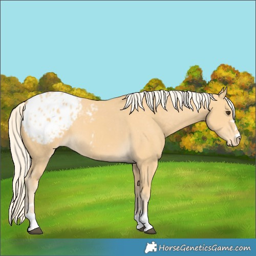Horse Color:Palomino Blanket