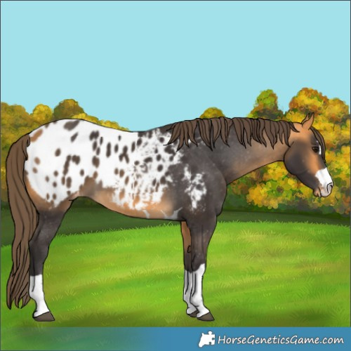 Horse Color:Buckskin Blanket