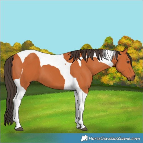 Horse Color:Bay Tobiano