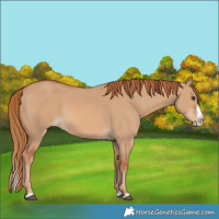 Horse Color:Red Dun Splash