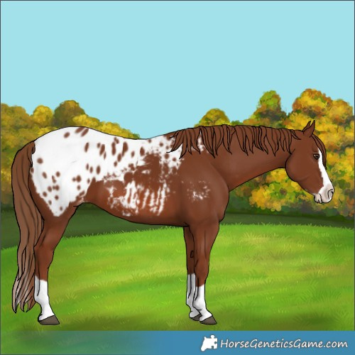 Horse Color:Chestnut Splash Blanket