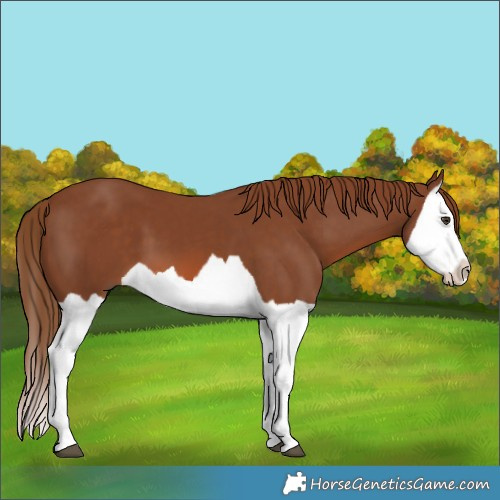 Horse Color:Chestnut Splash 