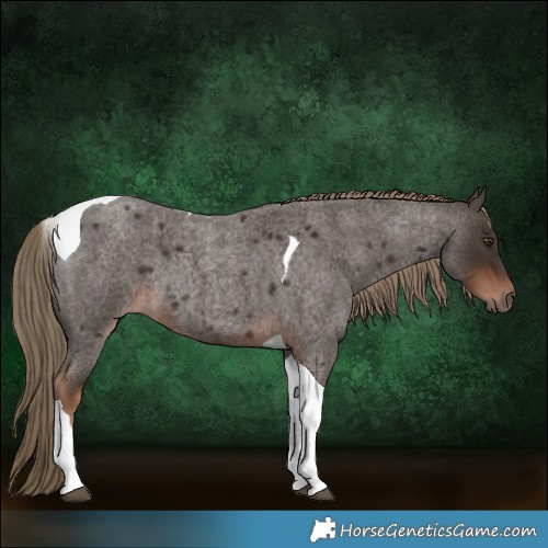 Horse Color:Liver Red Roan Tobiano 
