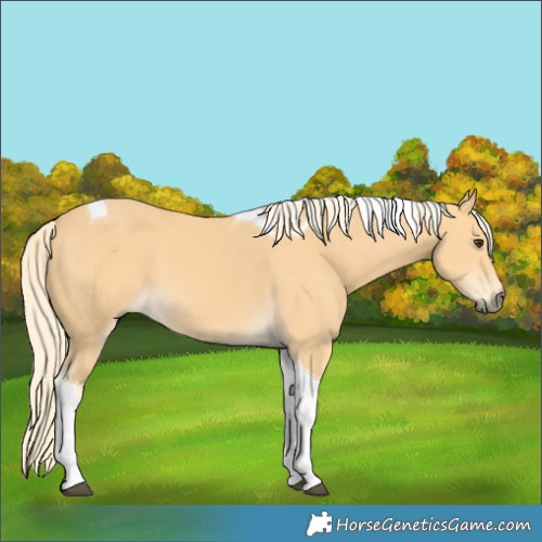 Horse Color:Palomino Tobiano 