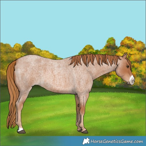 Horse Color:Red Roan Frame 