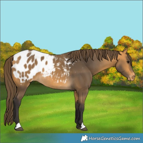 Horse Color:Buckskin Blanket