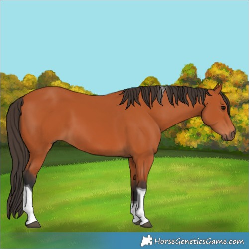 Horse Color:Bay Tobiano 