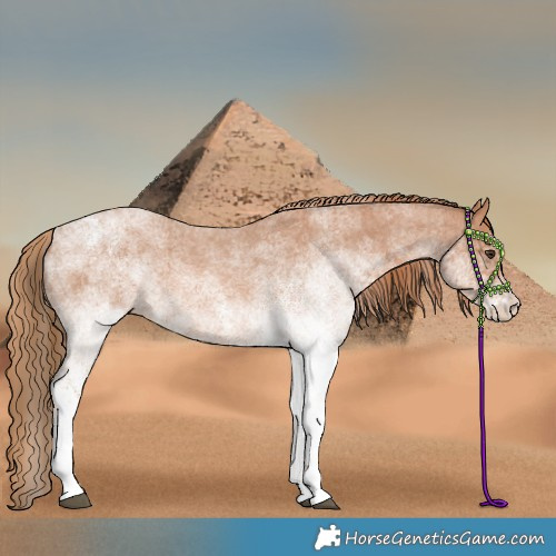 Horse Color:White Spotted Red Roan 