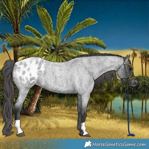 Horse Color:Blue Roan Blanket 