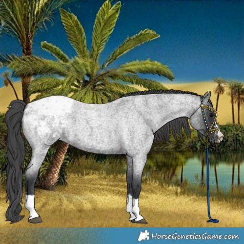 Horse Color:Blue Roan Blanket 