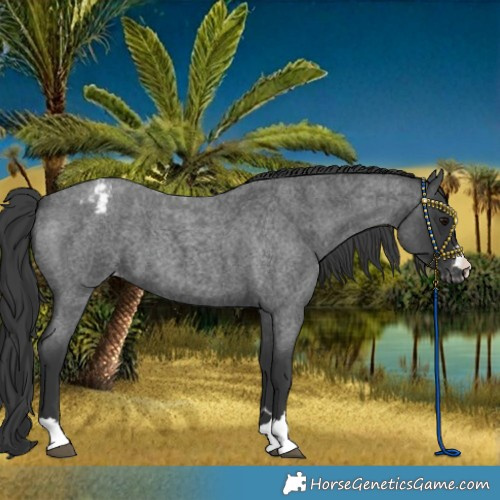 Horse Color:Blue Roan Varnish
