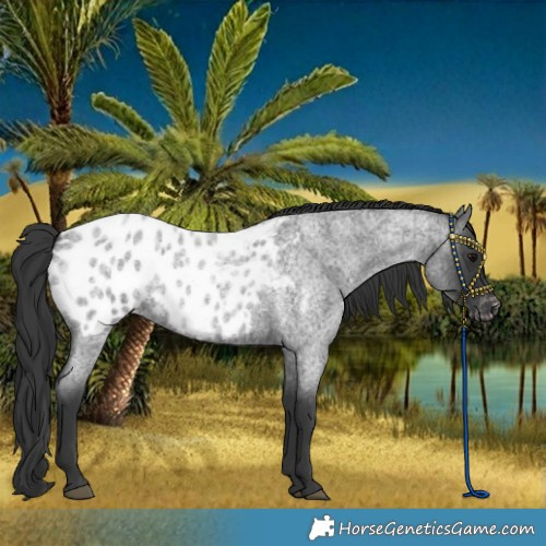 Horse Color:Blue Roan Blanket 