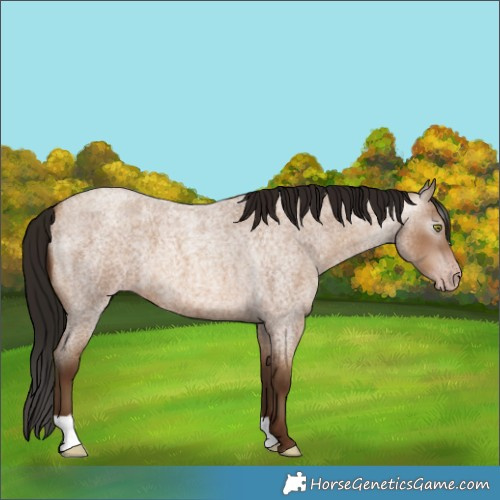 Horse Color:Gray Amber Champagne Roan